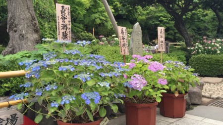 Hydrangea in Hase temple in Japan