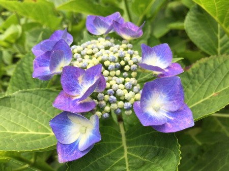 Hydrangea in Hase temple in Japan