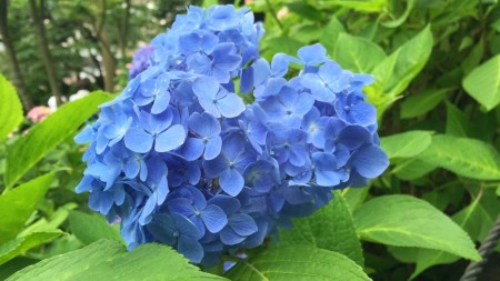 Hydrangea in Hase temple in Japan