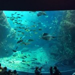 Enoshima aquarium