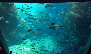 Enoshima aquarium
