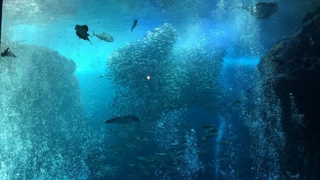 Shin Enoshima aquarium
