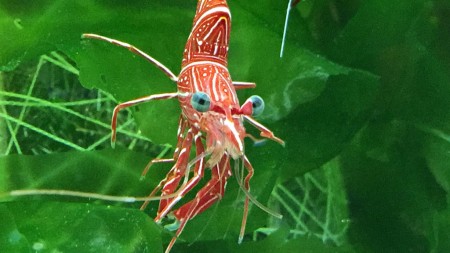 Shin Enoshima aquarium