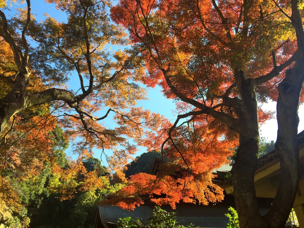 Autumn leaves at Zuisenji temple in Kamakura