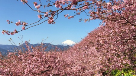 Cherry blossom and Mt.Fuji