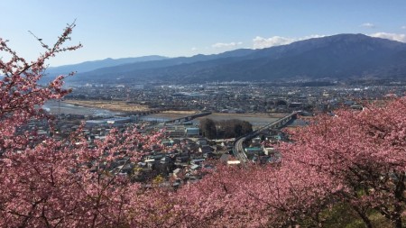 Cherry blossom and Mt.Fuji