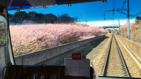 cherry blossoms in Miura Kaigan