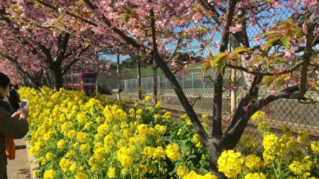 cherry blossoms in Miura Kaigan