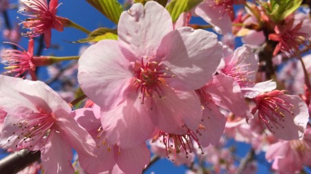 cherry blossoms in Miura Kaigan