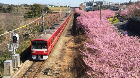 cherry blossoms in Miura Kaigan