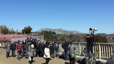 cherry blossoms in Miura Kaigan