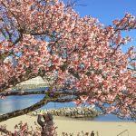 Cherry blossoms in Atami city