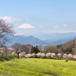 Cherry blossoms and Mt.Fuji