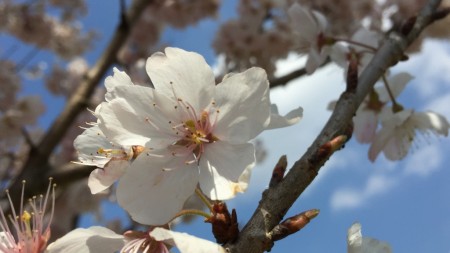 Cherry blossoms and Mt.Fuji