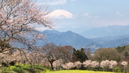 Cherry blossoms and Mt.Fuji