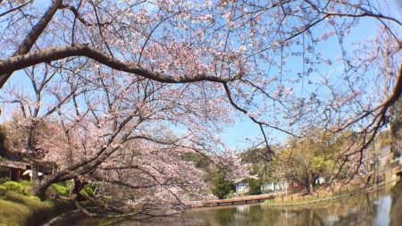 Tsurugaoka Hachimangu shrine