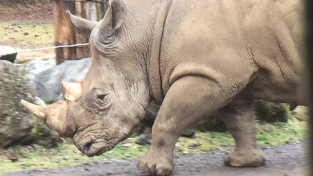 Fuji Safari Park