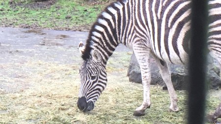 Fuji Safari Park