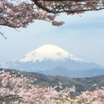 Cherry blossoms in Azumayama park
