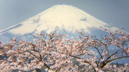 Cherry blossoms in Azumayama park