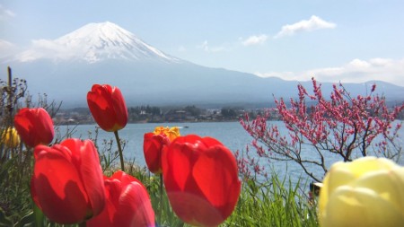 Cherry Blossoms of Nagasaki Park