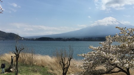 Cherry Blossoms of Nagasaki Park at the lake Kawaguchiko