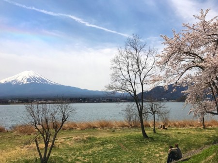 cherry blossoms & Mt.Fuji at Nagasaki park