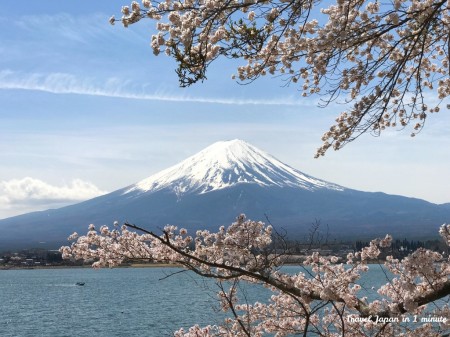 cherry blossoms & Mt.Fuji at Nagasaki park