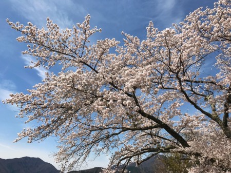 cherry blossoms at Nagasaki park