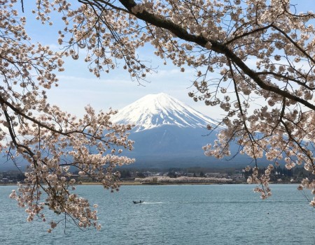cherry blossoms & Mt.Fuji at Nagasaki park