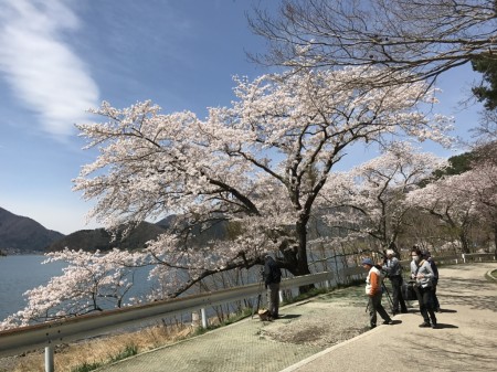 cherry blossoms at Nagasaki park