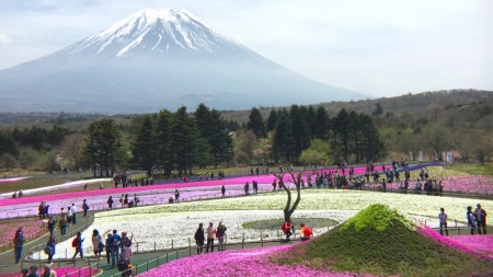 Fuji Shibazakura festival2016