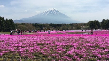 Fuji Shibazakura festival2016