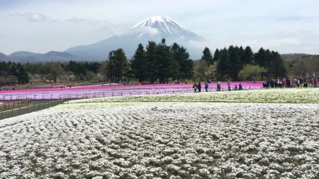 Fuji Shibazakura festival2016