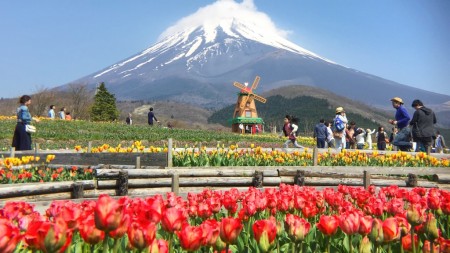 Tulip festival in Mt.Fuji