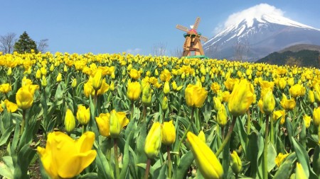 Tulip festival in Mt.Fuji