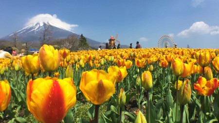 Tulip festival in Mt.Fuji