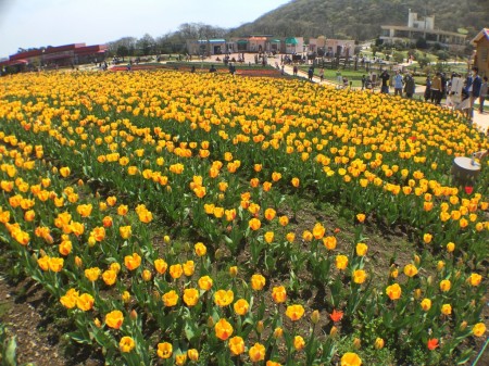 Tulip festival in Mt.Fuji