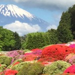 Fully bloomed azalea & Mt.Fuji