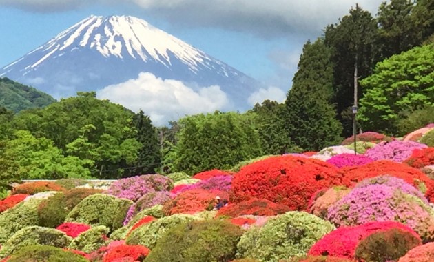 Fully bloomed azalea & Mt.Fuji