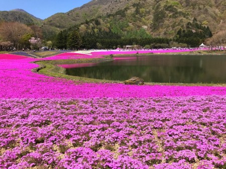 Fuji Shibazakura festival