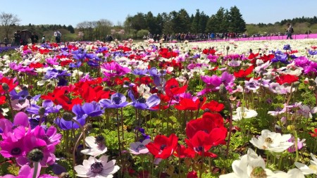 Anemone in Fuji Shibazakura festival