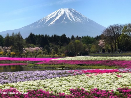 Fuji Shibazakura festival