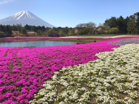 Fuji Shibazakura festival