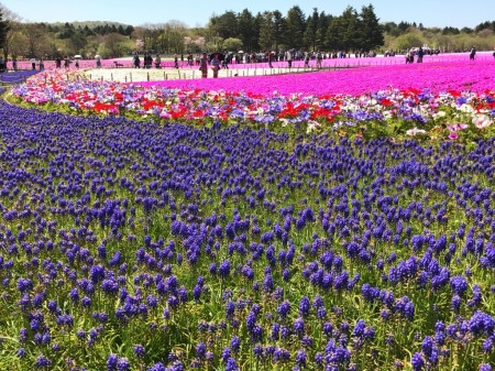 Muscari in Fuji Shibazakura festival