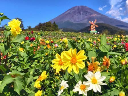 Dahlias and Mount Fuji in Grinpa