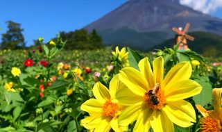 Dahlias and Mount Fuji in Grinpa
