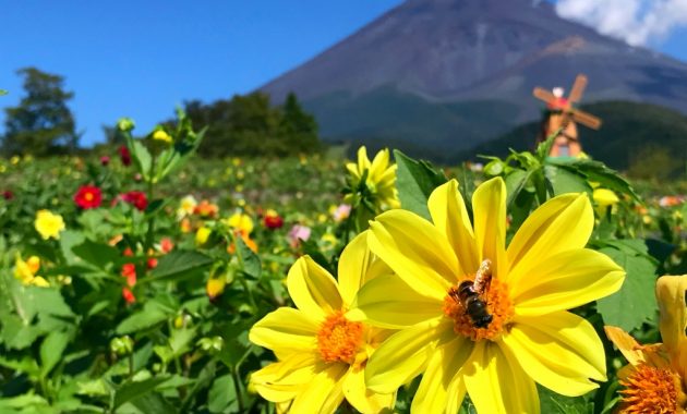 Dahlias and Mount Fuji in Grinpa