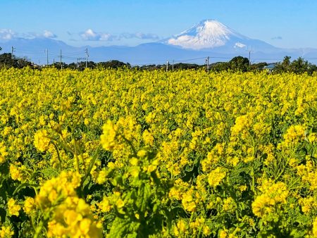 Rape blossoms and Mount Fuji in Nagai Uminote Koen park