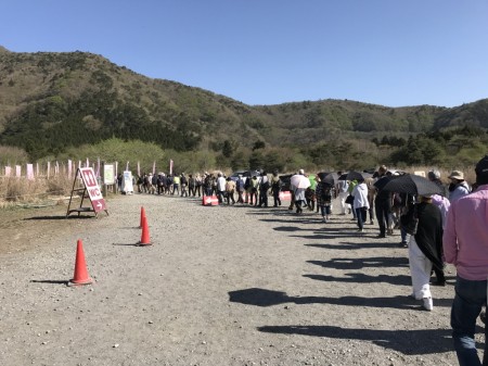 Line at the entrance of Fuji Shibazakura festival